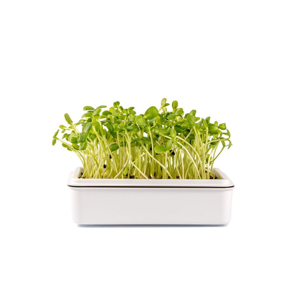 Microgreens semínka na klíčky - Slunečnice 20 g