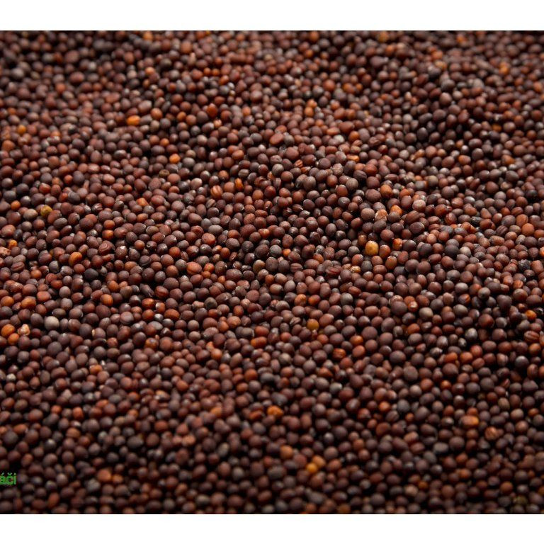 Brokolice Raab na microgreens, 100 g