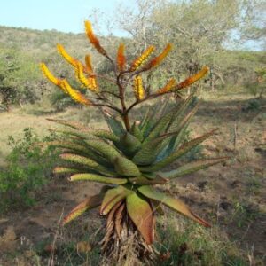 Aloe spectabilis (Aloe spectabilis) - 6 semen