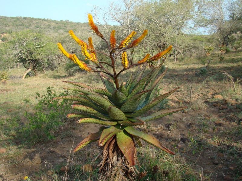 Aloe spectabilis (Aloe spectabilis) - 6 semen