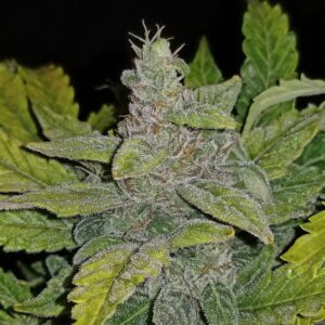 CBD 1:1 Auto Feminizovaná Semínka (dříve Crack CBD Auto) - 1