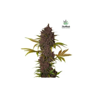 LSD-25 Auto Feminizovaná Semínka - 1