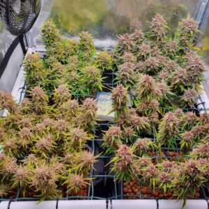 Fastbuds Smíšený Balíček Auto Feminizovaná Semínka - 25