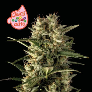 Juicy Zkittlez Auto Feminizovaná Semínka - 1