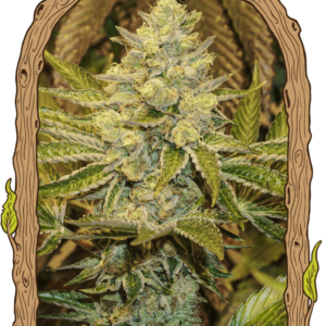 Exotic Animal - feminizovaná semena, 10 ks, Exotic Seed