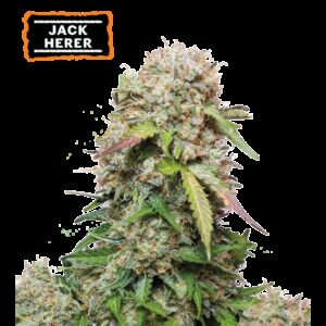 Jack Herer Auto Feminizovaná Semínka - 3