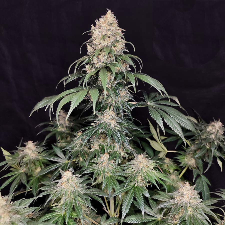 Medikit - feminizovaná semínka, 10 ks, Buddha Seeds