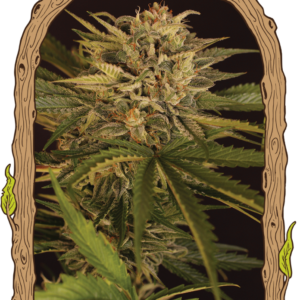 Dr. Greenman Pure CBD - feminizovaná semena konopí, 10 ks, Exotic Seed