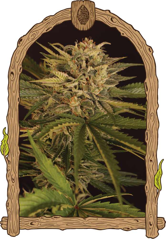 Dr. Greenman Pure CBD - feminizovaná semena konopí, 10 ks, Exotic Seed