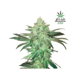 Stardawg Auto Feminizovaná Semínka - 10