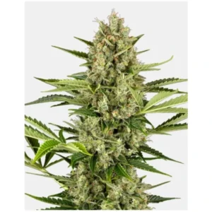 Jack Herer Auto Feminizovaná Semínka - 10