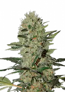 Exodus Cheese Auto Feminizovaná Semínka - 3