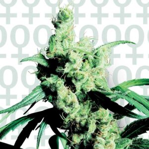 Silver Haze n.9 x Haze - feminizovaná semínka 5ks Sensi Seeds