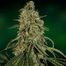 Grape Ape - feminizovaná semínka 5ks Barney´s Farm