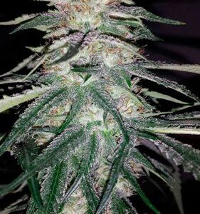 Lost Coast OG - feminizovaná semínka 3ks Humboldt