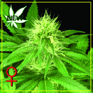 Bubba Kush - semínka 5 ks (Indoor), feminizovaná semínka Green House Seeds
