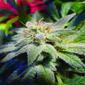 Magic Bud - 10 ks feminizovaná semínka Paradise Seeds