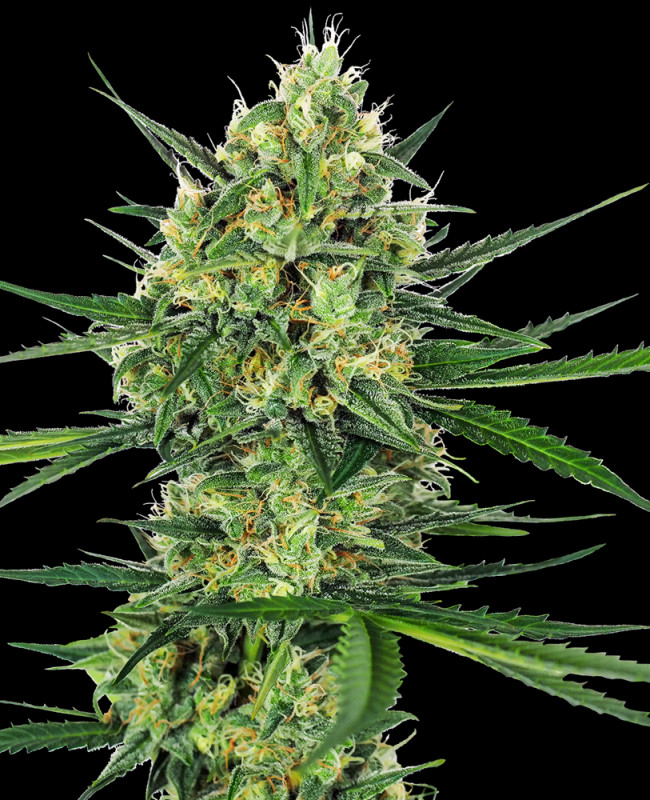 Tangerine Sugar - Feminizovaná semena konopí 3 ks, Sensi Seeds