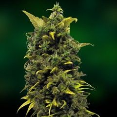 Blueberry Cheese – feminizovaná semínka 3 ks Barney´s Farm