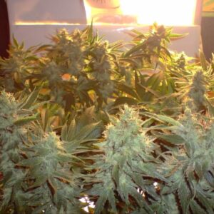 Cheese - semínka 5 ks (Indoor), feminizovaná semínka Green House Seeds