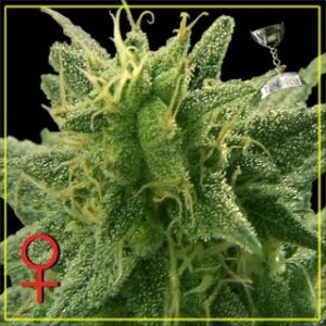 Lemon Skunk - semínka 5 ks (Indoor), feminozovaná Green House Seeds