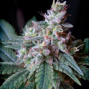 Cream Caramel – feminizovaná semínka 10ks Sweet Seeds