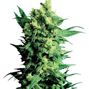 Shiva Shanti II - semínka 10 ks standardizovaná Sensi Seeds