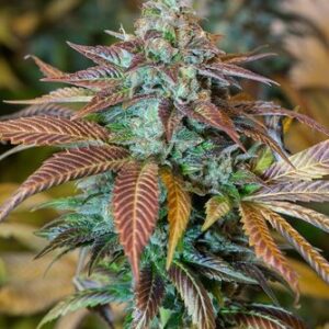 Lemon Kush Headband - feminizovaná semínka 5ks Humboldt