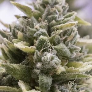 OG Kush Auto - fem. a samonakvétací semínka 3ks Humboldt