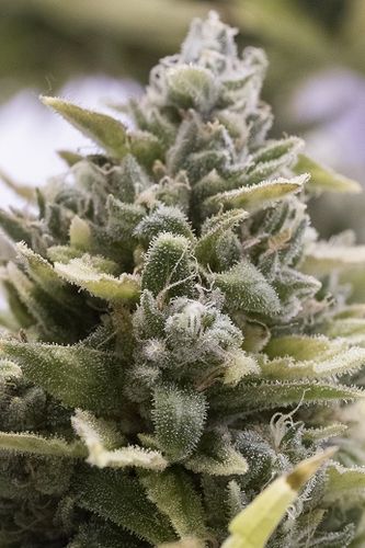 OG Kush Auto - fem. a samonakvétací semínka 3ks Humboldt