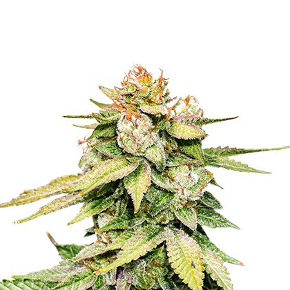 Gorilla Glue samonakvétací semena 5 ks Seedstockers
