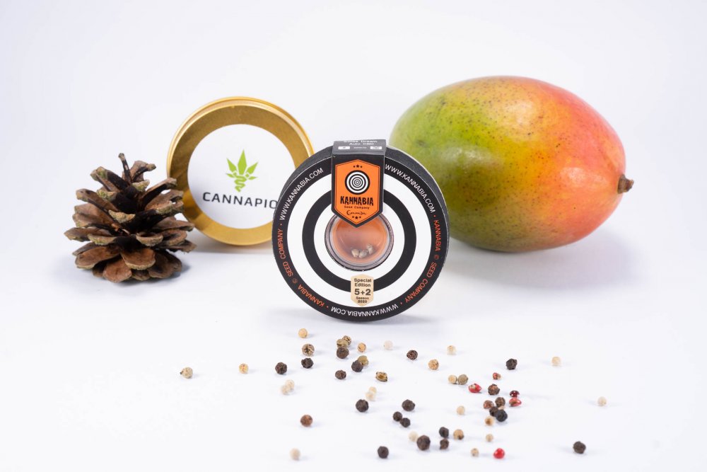 Swiss Dream Auto CBD - 5ks samonakvétací semínka Kannabia Seeds