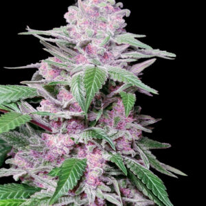 Purple Cookie Kush - Feminizovaná semena konopí 10 ks, Sensi Seeds