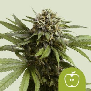 Apple Fritter Auto Feminizovaná Semínka - 5