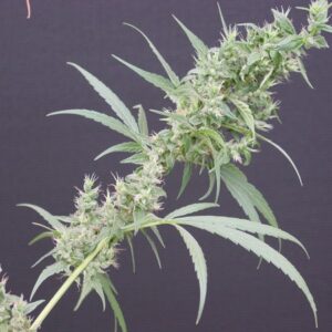 Nevilles Haze x Mango 18 ks standardizovaná semínka Mr. Nice