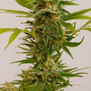 Sour Diesel 2 - feminizovaná semínka 5ks Humboldt