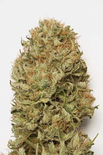 Blue Dream Auto - fem. a samonakvétací semínka 5ks Humboldt