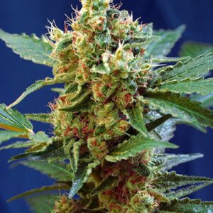 Cream Mandarine XL Auto ® - 10 ks samonakvétacích semínek Sweet Seeds