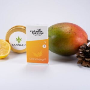 CBDenergy - feminizovaná semínka 3ks Paradise Seeds