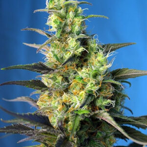 NYC Diesel CBD - feminizovaná semínka 3 ks Sweet Seeds