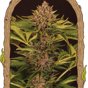 Strawberry Cola Auto - feminizovaná samonakvétací semena, 5 ks, Exotic Seed