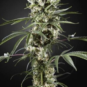 Super Lemon Haze Feminizovaná Semínka - 3