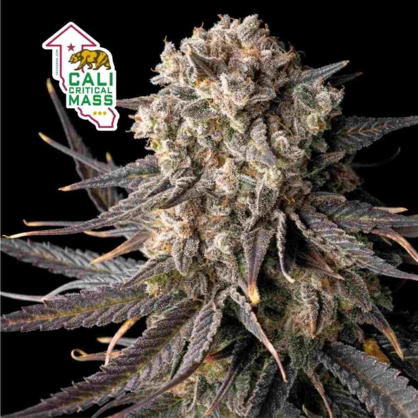 Cali Critical Mass Feminizovaná Semínka - 1