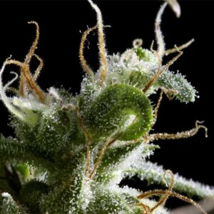 Hawaiian Snow - semínka 5 ks feminizovaná semínka Green House Seeds