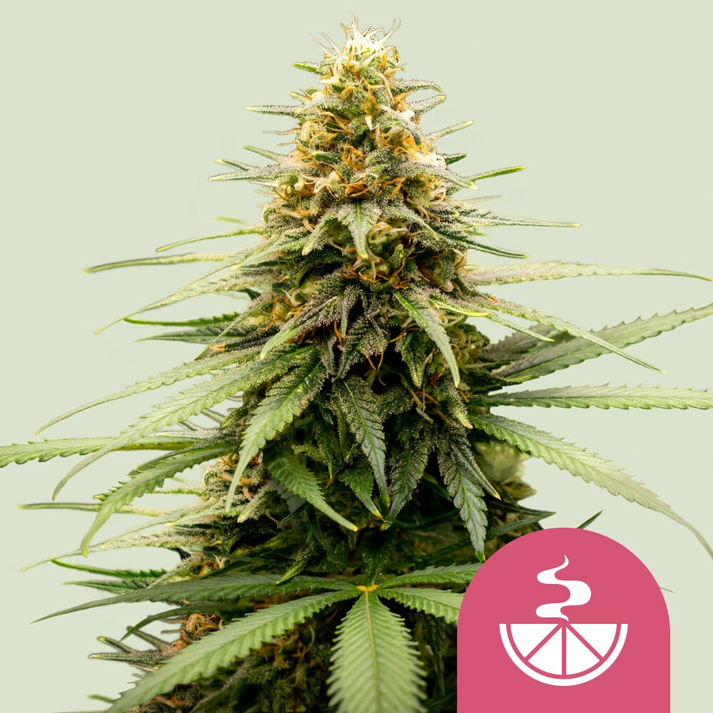 Lemon Skunk Feminizovaná Semínka - 3