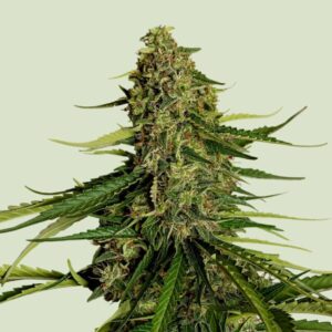 Gaia F1 Auto Feminizovaná Semínka - 5