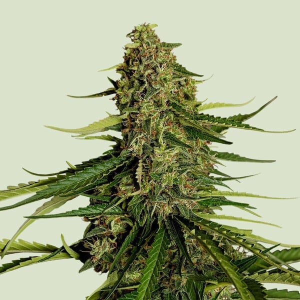 Gaia F1 Auto Feminizovaná Semínka - 3