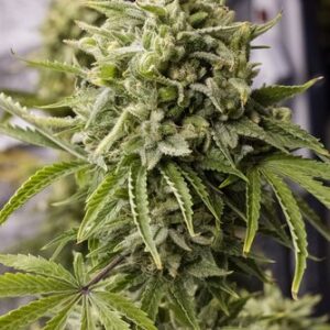 Bubba Kush Auto - fem. a samonakvétací semínka 3ks Humboldt