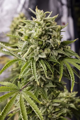 Bubba Kush Auto - fem. a samonakvétací semínka 3ks Humboldt