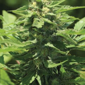 Trainwreck Auto - samonakvétací semena marihuany 3 ks, Humboldt Seed Company
